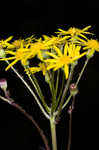 Roundleaf ragwort